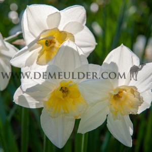 Narcissus Papillon Blanc 14/16 (x250)