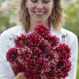 Dahlia Seniors Hope (x 35)