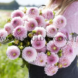 Dahlia Wizard Of Oz (x 35)