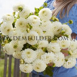 Dahlia Ryecroft Jan (x 35)