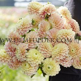 Dahlia Sweet Suzanne (x 35)