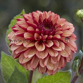 Dahlia High Fidelity (x 35)