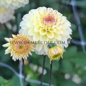 Dahlia Isa's Favourite (x 35)