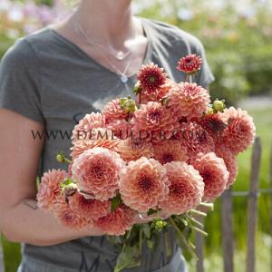 Dahlia Orange Breeze (x 35)