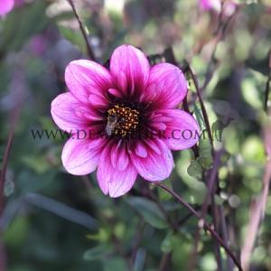 Dahlia Skyfall (x 35)