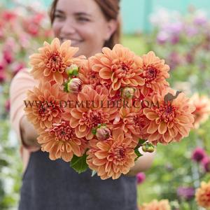Dahlia Royal King (x 35)