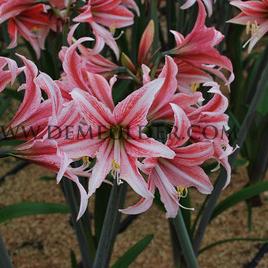 Amaryllis Sweet Lilian 28/30 (x10)