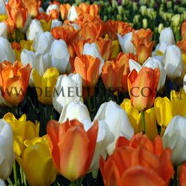Tulipa Fosteriana Mixed 12/+ (x 250)