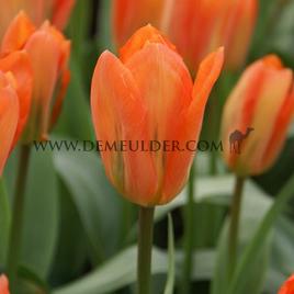 Tulipa Orange Brilliant 12/+ (x 250)