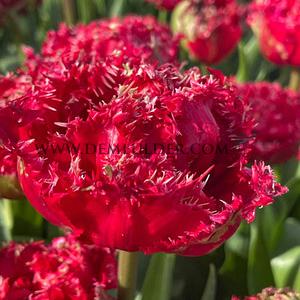 Verpakte Tulipa Fringed Tulipa Qatar 12/+ (250)