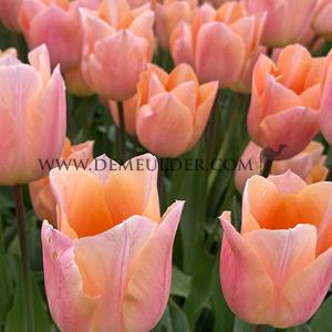 Tulipa Apricot Beauty (x 250)