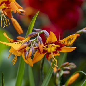 Crocosmia Emily Mckenzie (x 250)
