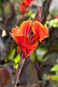Canna Red King Humbert, brown leaves (x 10)