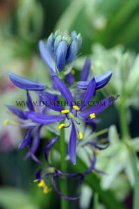 Camassia Quamash 6/+ (x12x10)