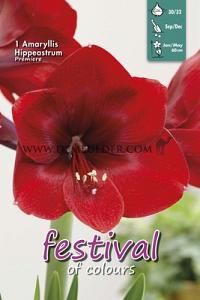 Amaryllis Premiere 30/32 (x5x1)