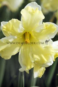Narcissus Cassata 14/16 (x8x5)