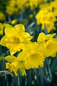 Narcissus Dutch Master 14/16 (x8x5)