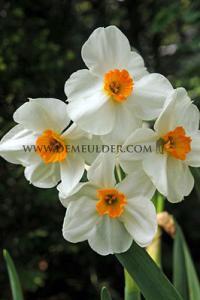 Narcissus Geranium 14/16 (x8x5)