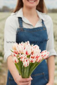 Tulips Happy Generation 12/+ (x12x7)