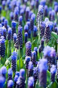 Muscari Latifolium 6/+ (x12x10)