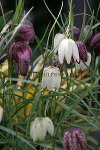 Fritillaria Meleagris 6/+ (x12x20)