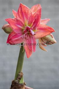 Amaryllis Nymph (Nilla) 30/32 (x5x1)