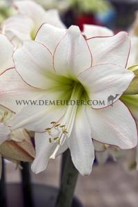 Amaryllis Picotee 28/30 (x5x1)