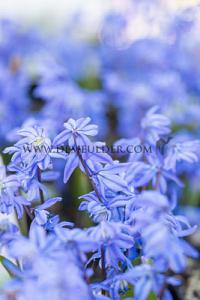 Scilla Siberica 7/8 (x12x10)