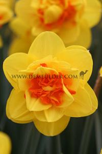 Narcissus Tahiti 14/16 (x8x5)