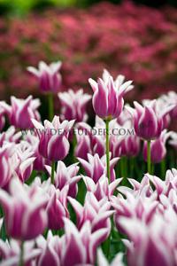 Tulips Ballade 12/+ (x12x7)