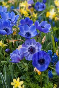 Festival Spring Miscellaneous Anemone Mr. Fokker 7/8 (x14x10) (Winter)