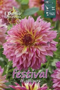 Festival Spring Dahlia Large Flowered Dahlia Tom Pouce I (x14x1)