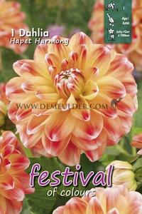 Festival Winter Dahlia Small Flowered Dahlia Hapet Harmony I (x14x1)