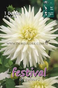 Festival Spring Dahlia Cactus Of Semicactus Dahlia My Love I (x14x1)