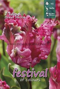 Tulips Power Parrot 12/+ (x12x7)