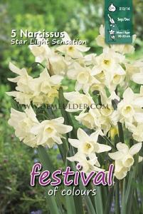 Narcissus Star Light Sensation Z12/14 (x12x5)