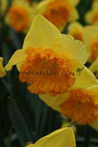 Narcissus Congress 12/+ (x8x5)