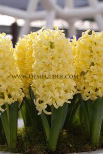 Hyacinths Gipsy Princess 17/18 (x10x3)