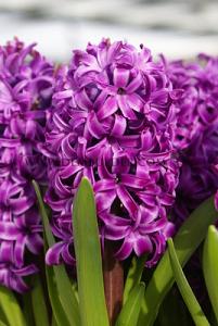 Hyacinths Purple Sensation 17/18 (x10x3)