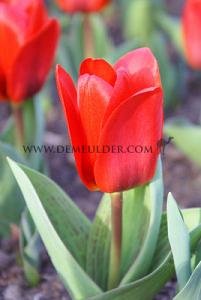 Tulips Showwinner 12/+ (x12x7)