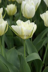 Tulips White Valley 12/+ (x12x7)