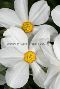 Nr. 36 Narcissus Divers 14/16 (5x35)