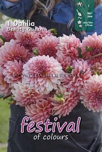Festival Winter Dahlia Small Flowered Dahlia Salmon Runner I (x14x1)