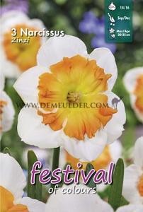 Narcissus Zinzi Butterfly 14/16 (x8x3)