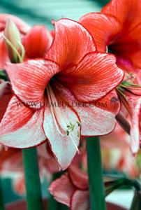 Amaryllis Charisma 30/32 (x5x1)