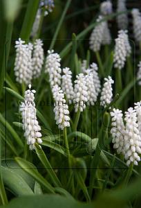 Muscari Bot. Album 5/+ (x12x10)