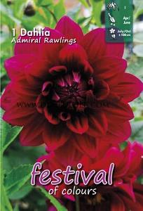Festival Spring Dahlia Medium Flowered Dahlia Admiral Rawlings I (x14x1)