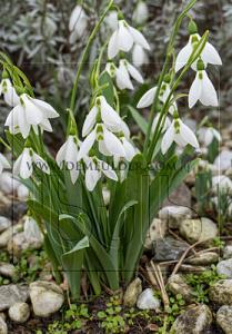 Galanthus Nivalis 6/+ (x12x10)