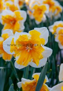 Narcissus Orangery 14/16 (x8x5)