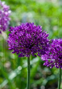 Allium Purple Sensation 10/12 (x20x15)